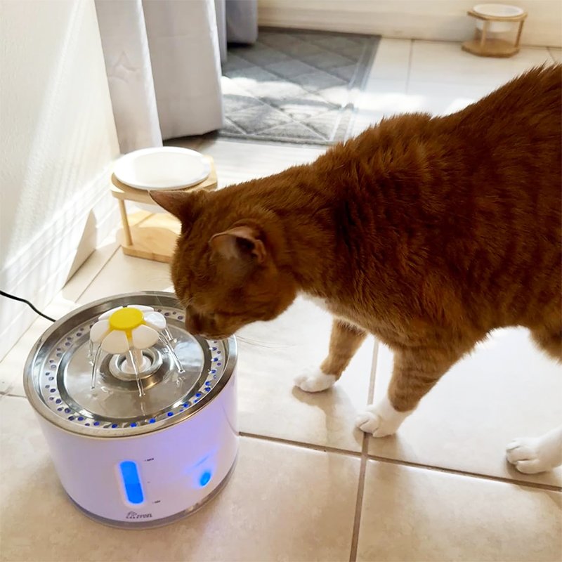 How to Get Your Cat to Use a Water Fountain Easily