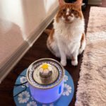 How Cat Water Fountains Boost Your Cat’s Health