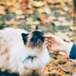 person feeding white and black cat