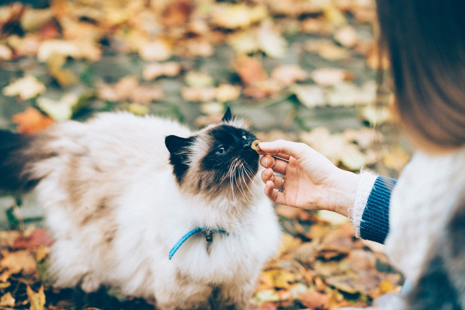 person feeding white and black cat